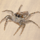 Illustration for article titled Spider Panics After Losing Track Of Human It Noticed Scurry Across Floor